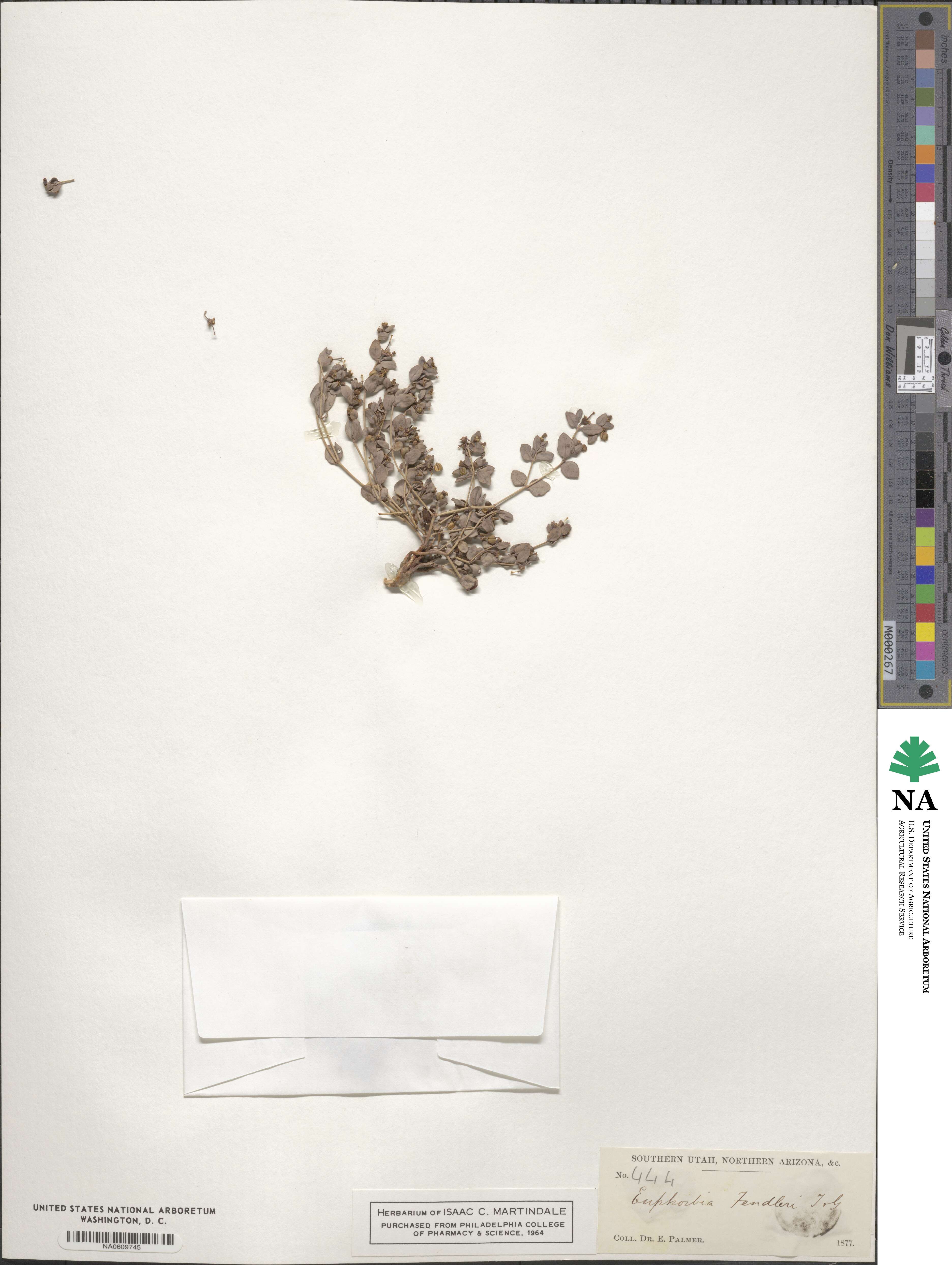 Euphorbia fendleri image