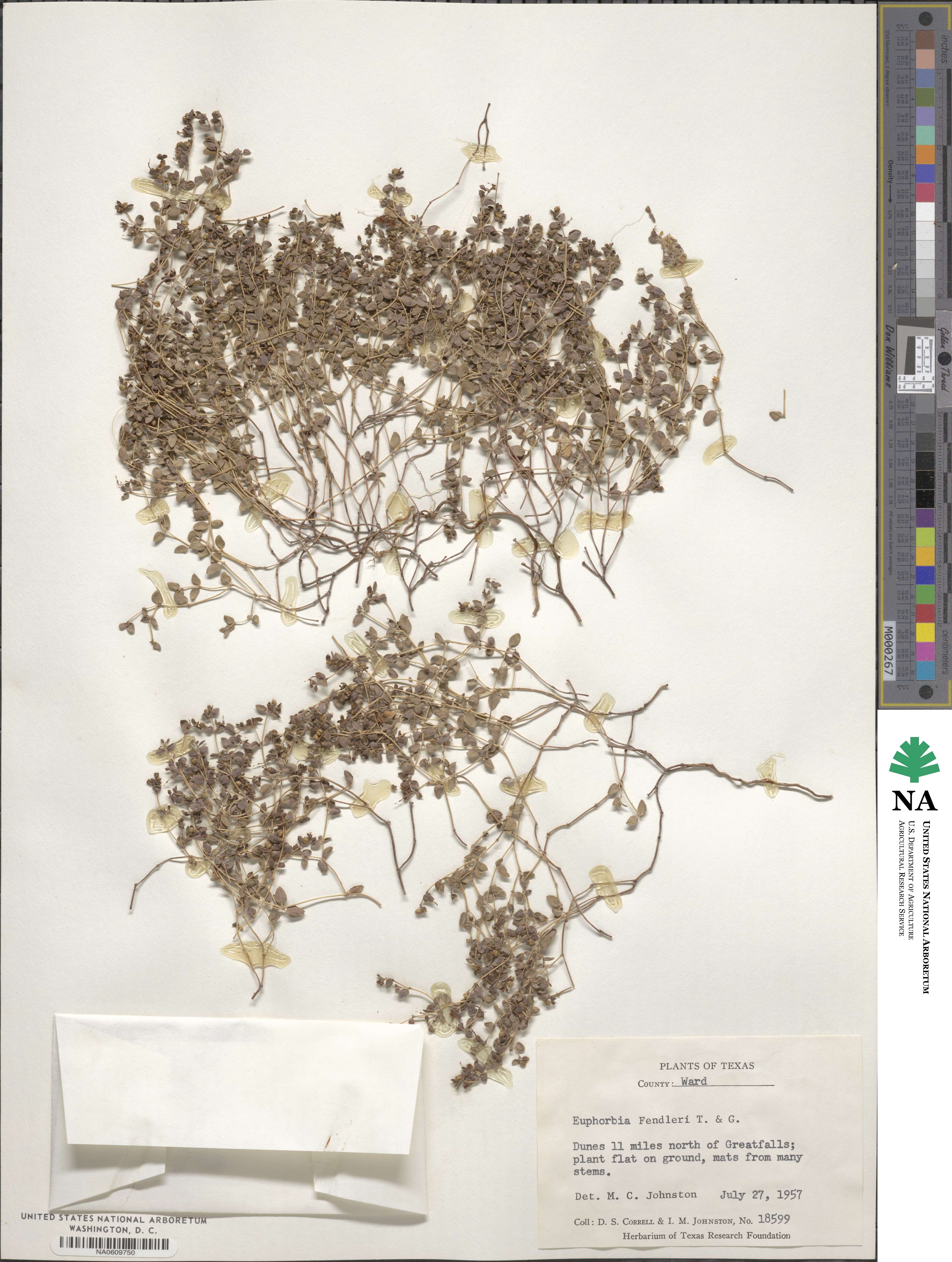 Euphorbia fendleri image