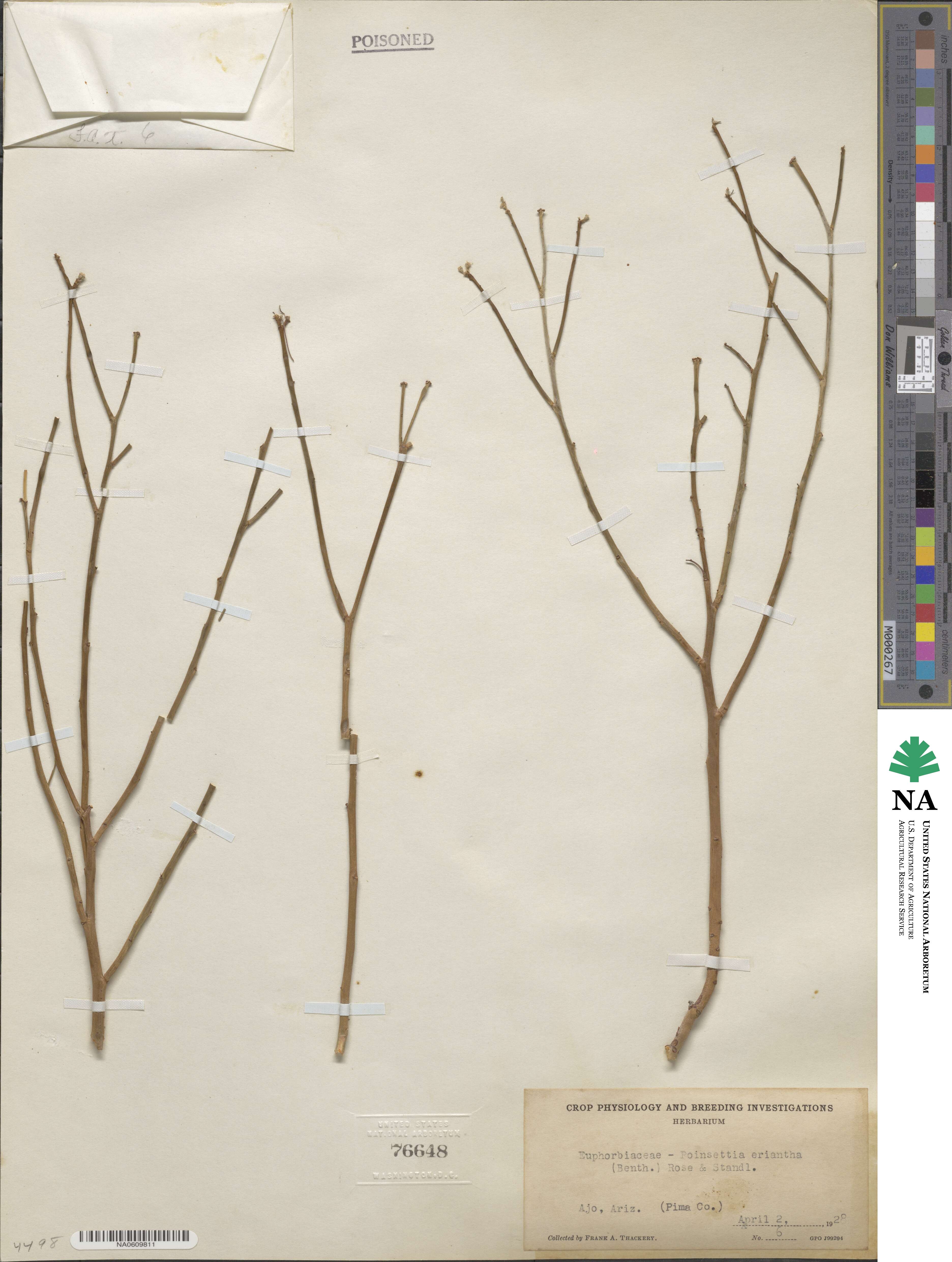 Euphorbia eriantha image