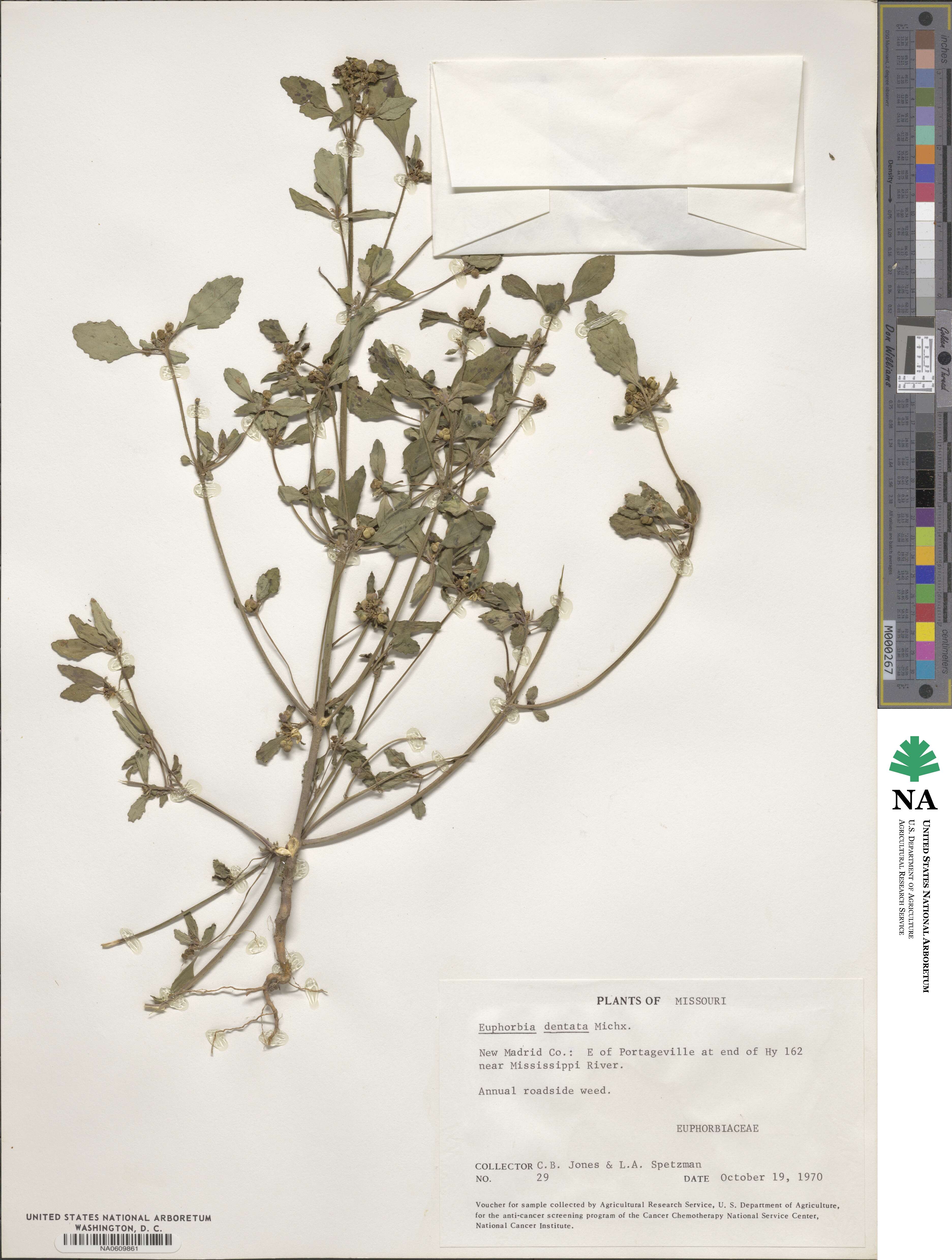 Euphorbia dentata image