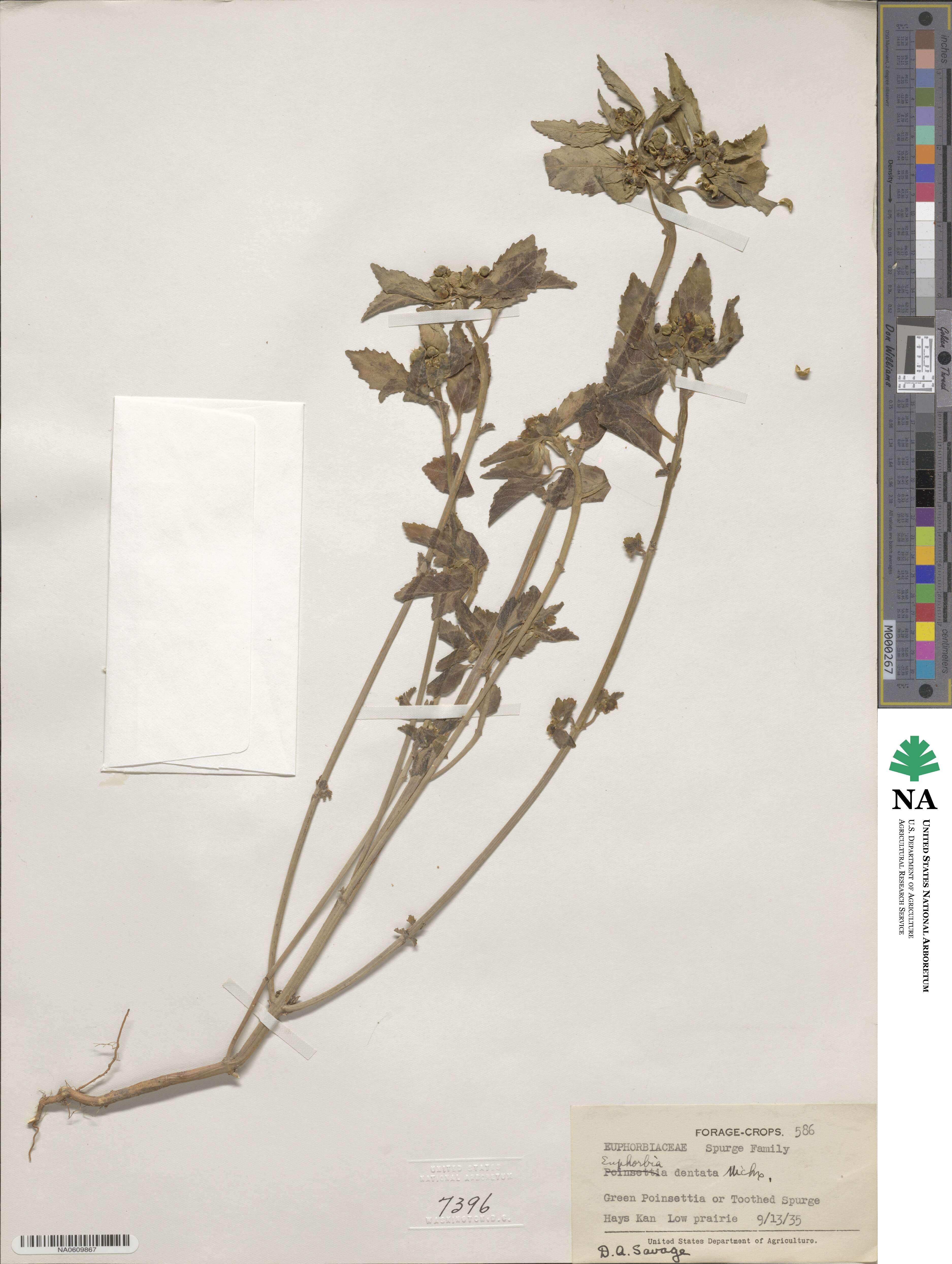 Euphorbia dentata image