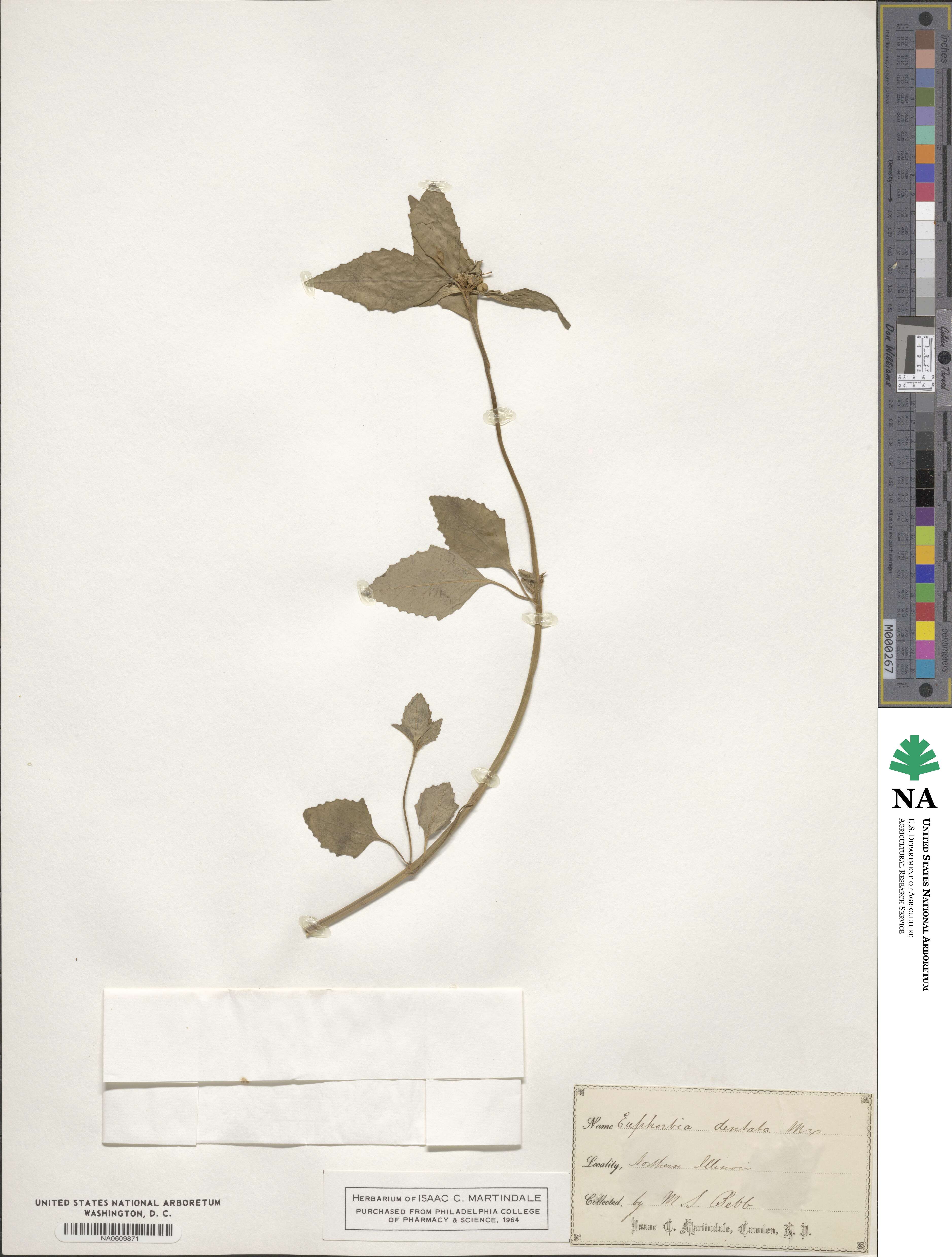 Euphorbia dentata image