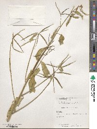 Euphorbia heterophylla var. cyathophora image