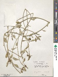 Euphorbia heterophylla var. cyathophora image