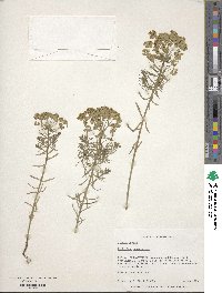 Euphorbia cyparissias image