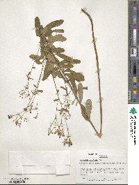 Euphorbia corollata image