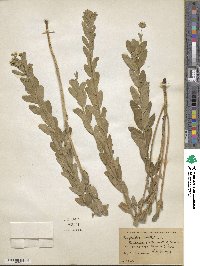 Euphorbia corollata image