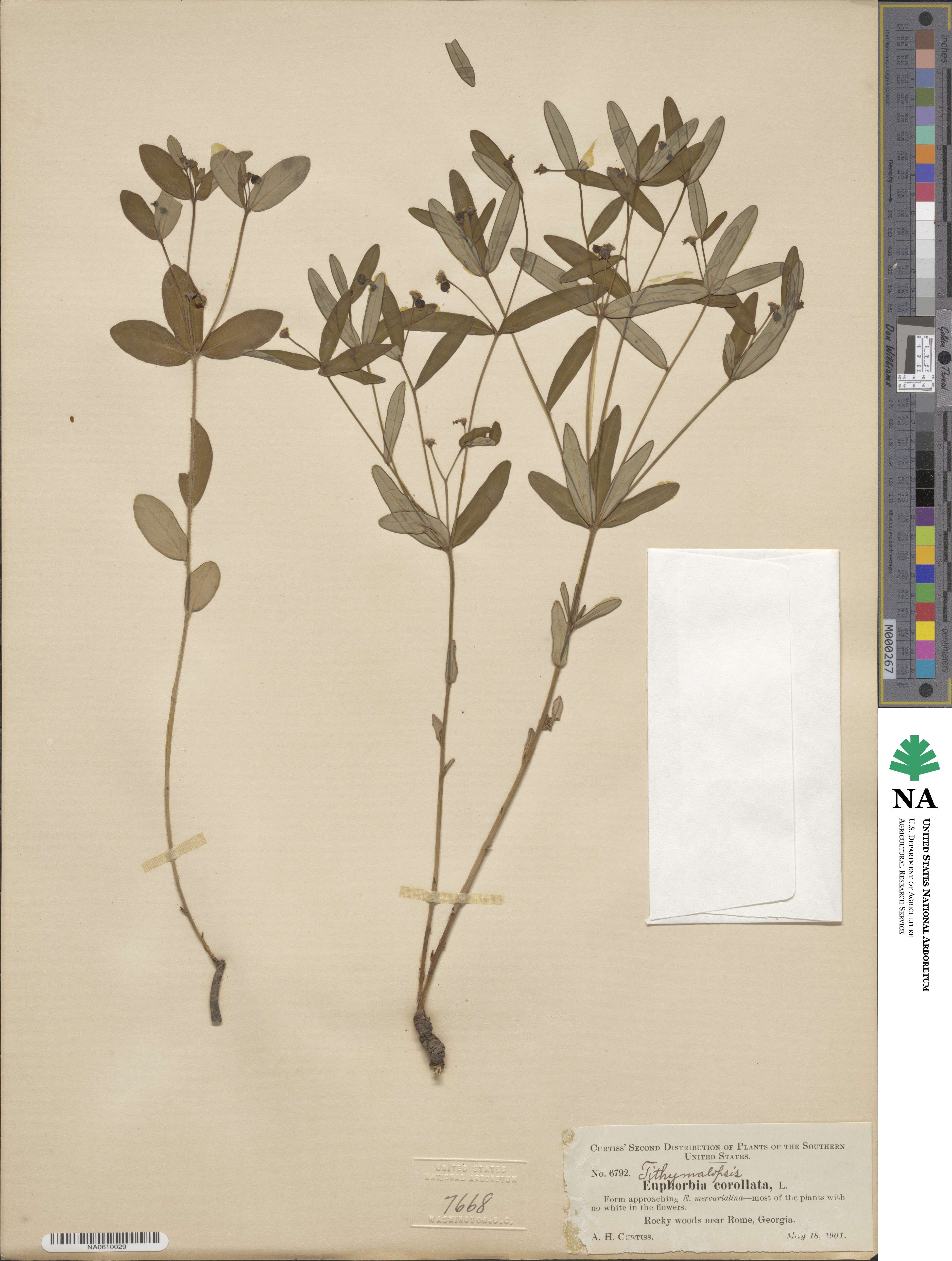 Euphorbia corollata image