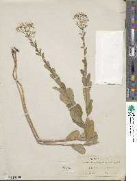 Euphorbia corollata image