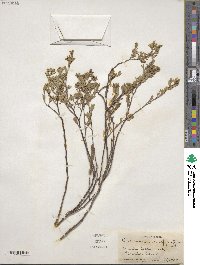 Euphorbia mesembryanthemifolia image