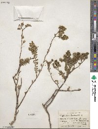 Euphorbia mesembryanthemifolia image