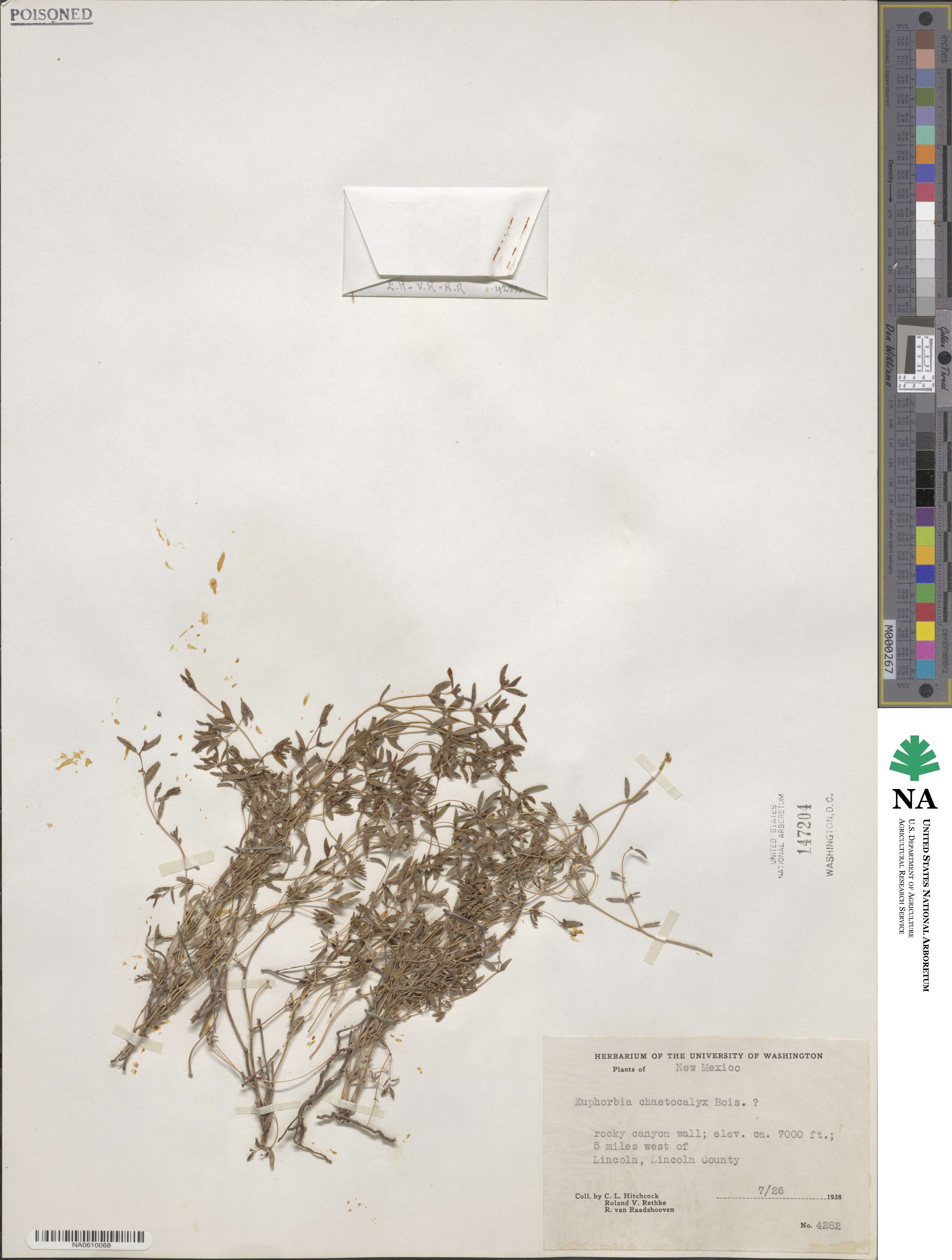 Euphorbia chaetocalyx image