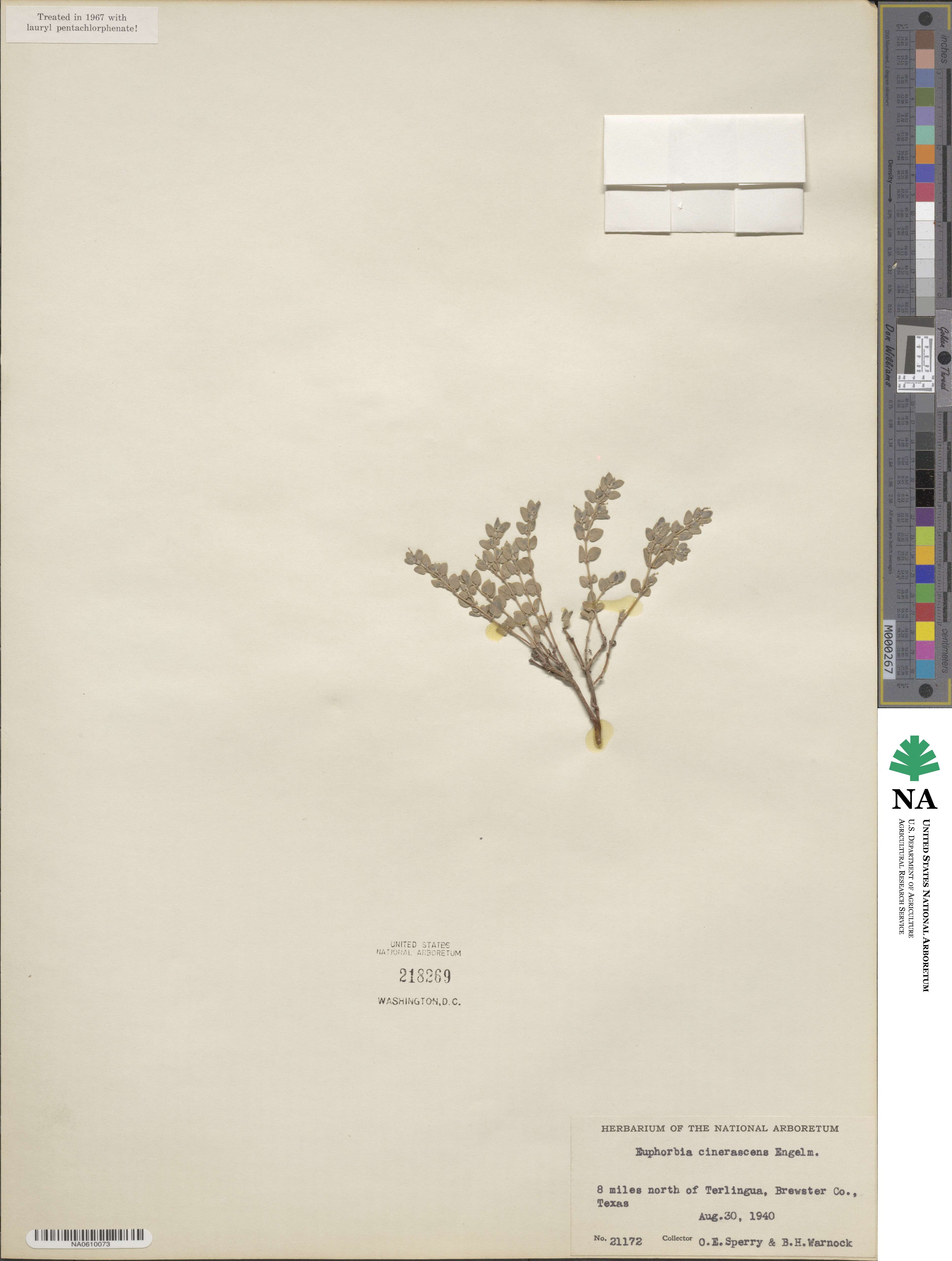 Euphorbia cinerascens image