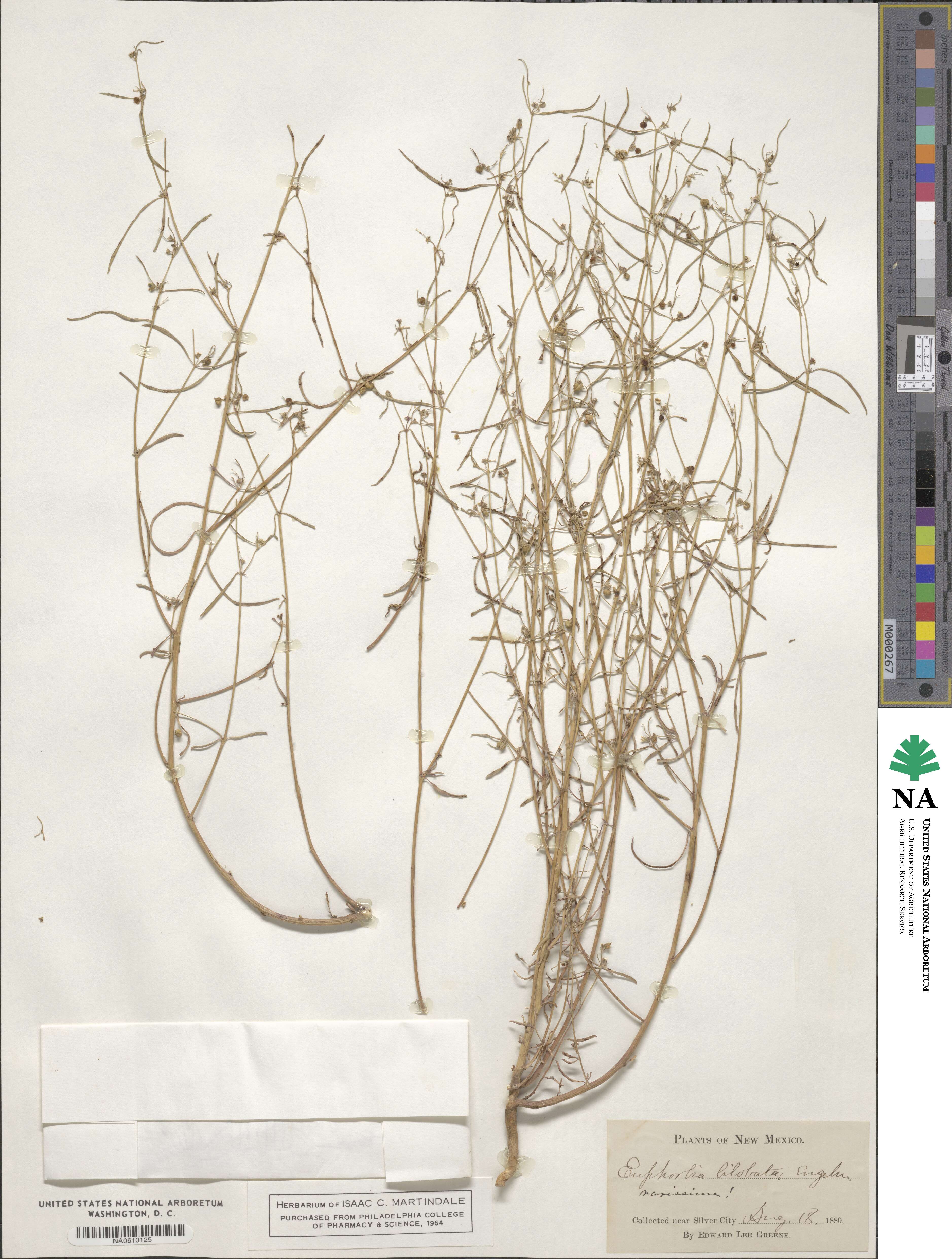 Euphorbia bilobata image