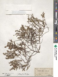 Euphorbia blodgettii image