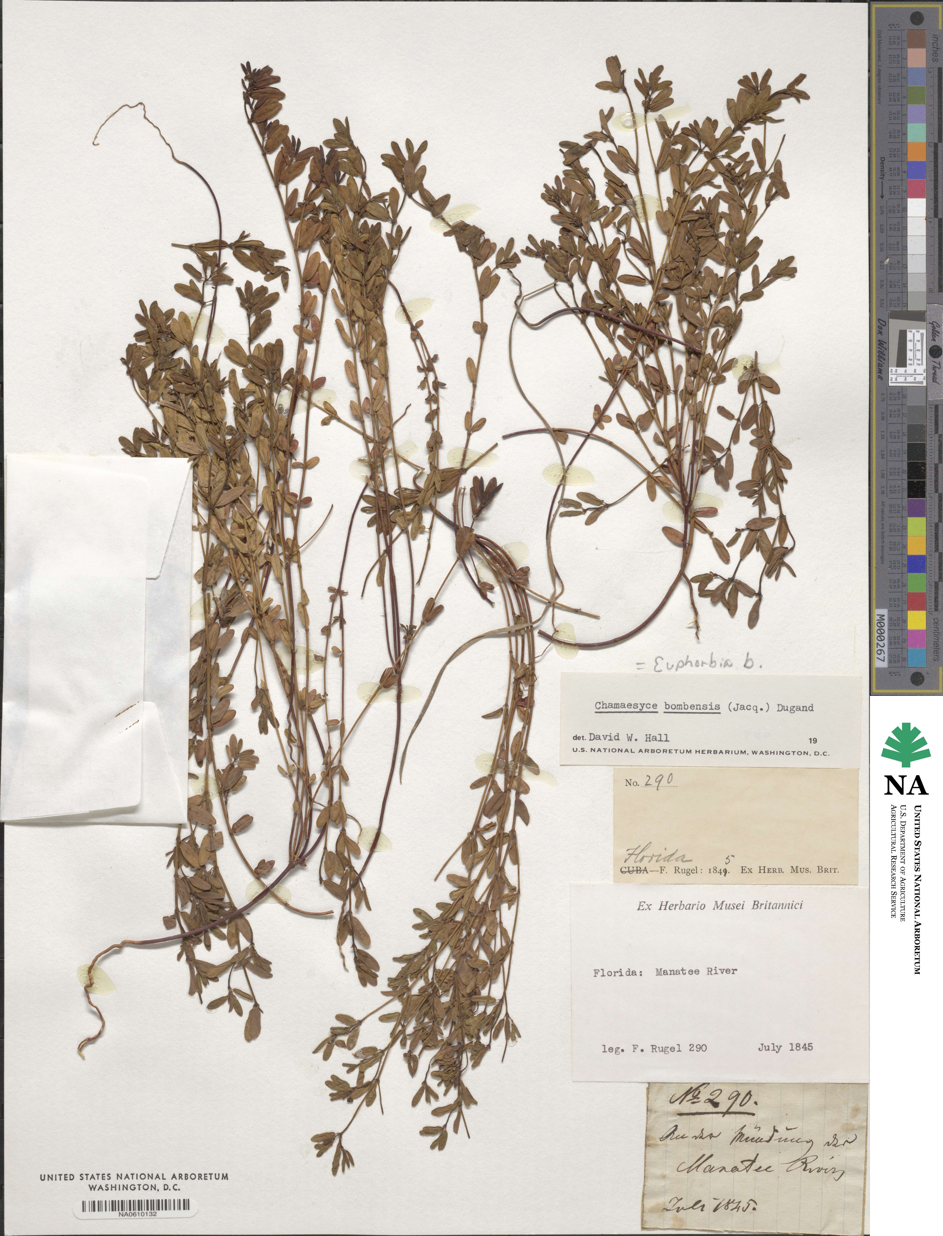 Euphorbia bombensis image