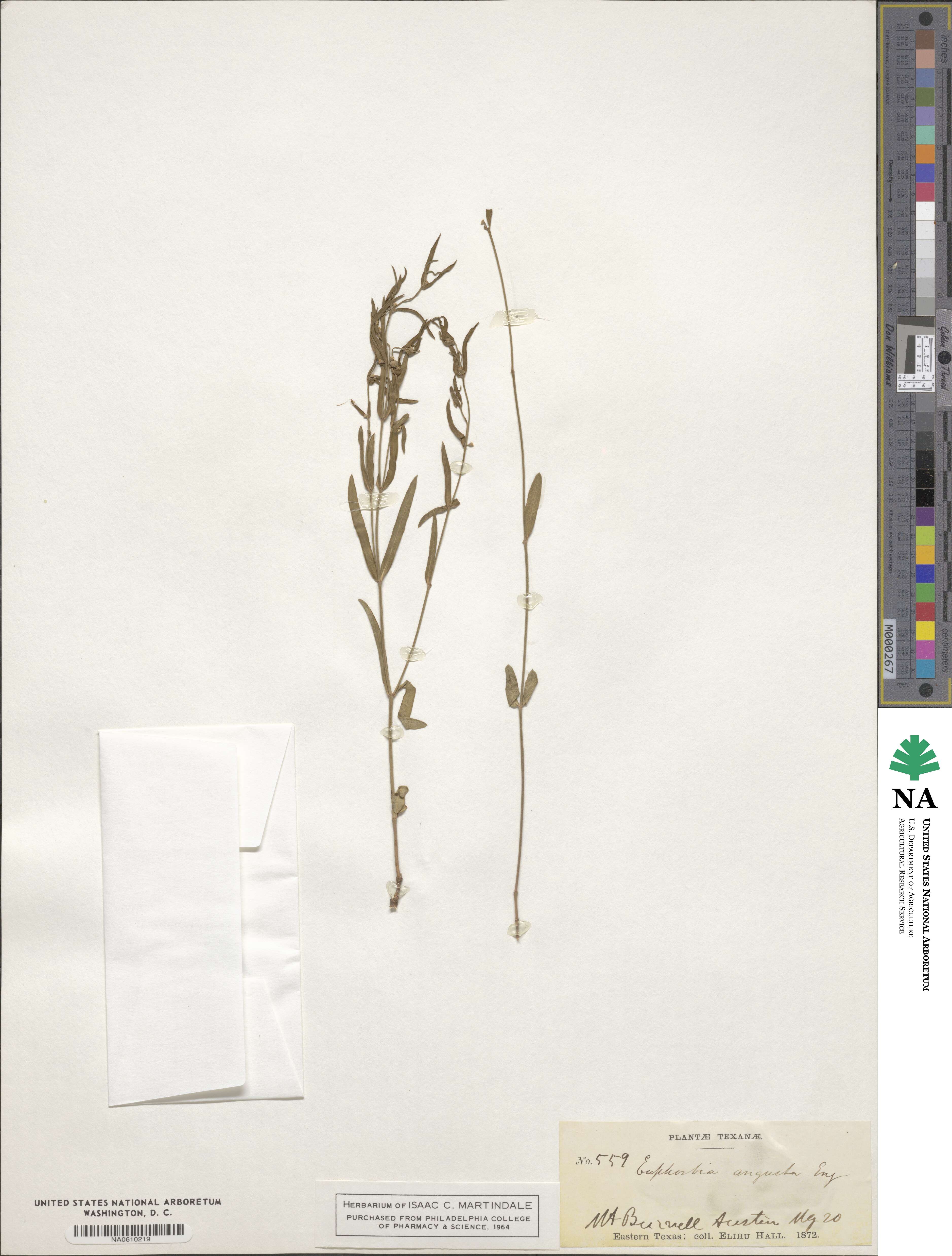 Euphorbia angusta image