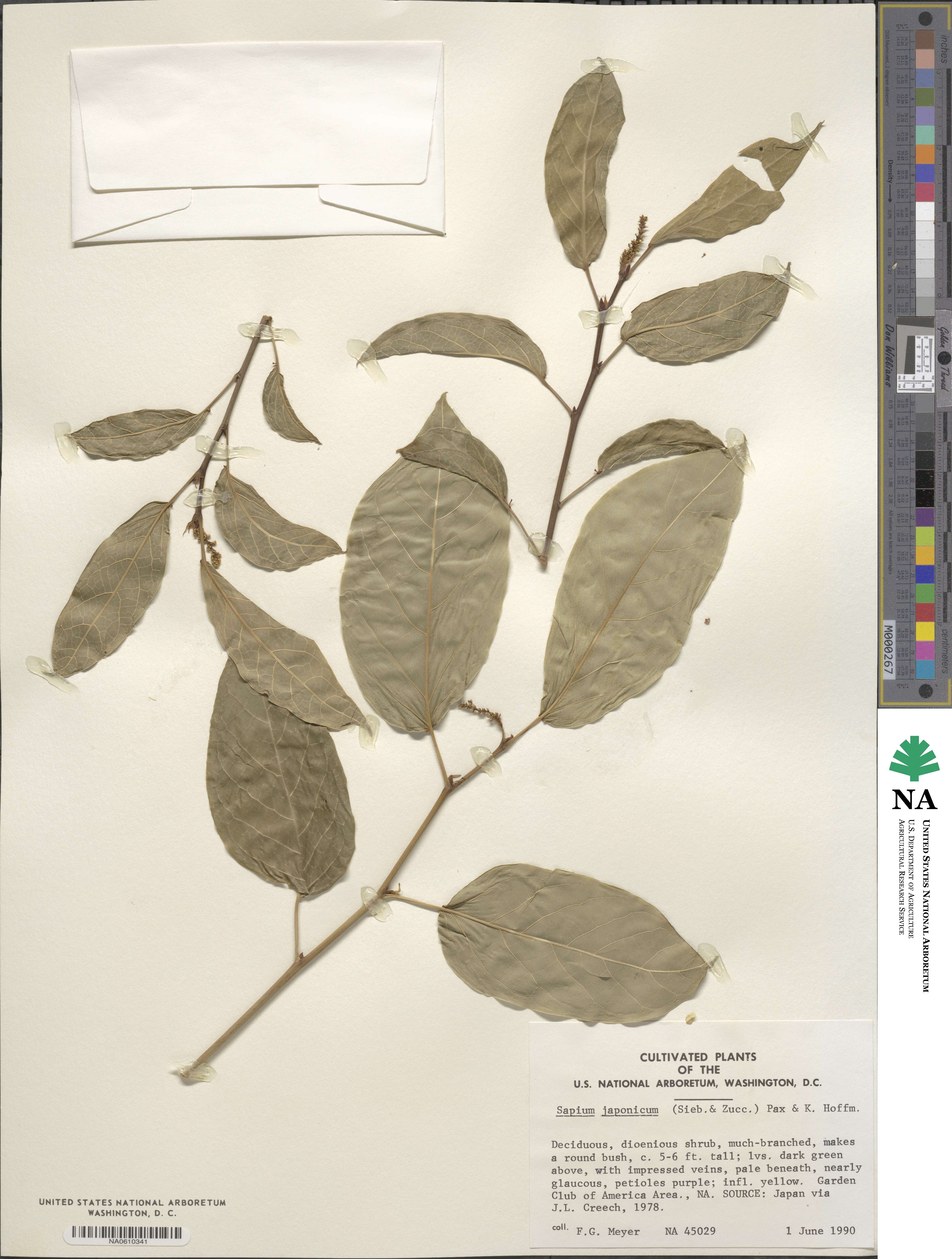 Sapium glandulosum image