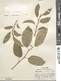 Sapium glandulosum image