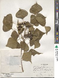 Sapium glandulosum image