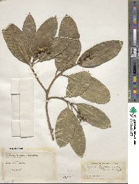 Sapium glandulosum image