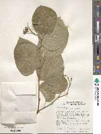 Neoshirakia japonica image