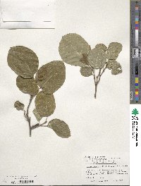 Neoshirakia japonica image