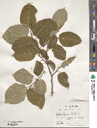 Neoshirakia japonica image