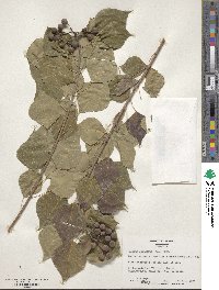 Triadica sebifera image