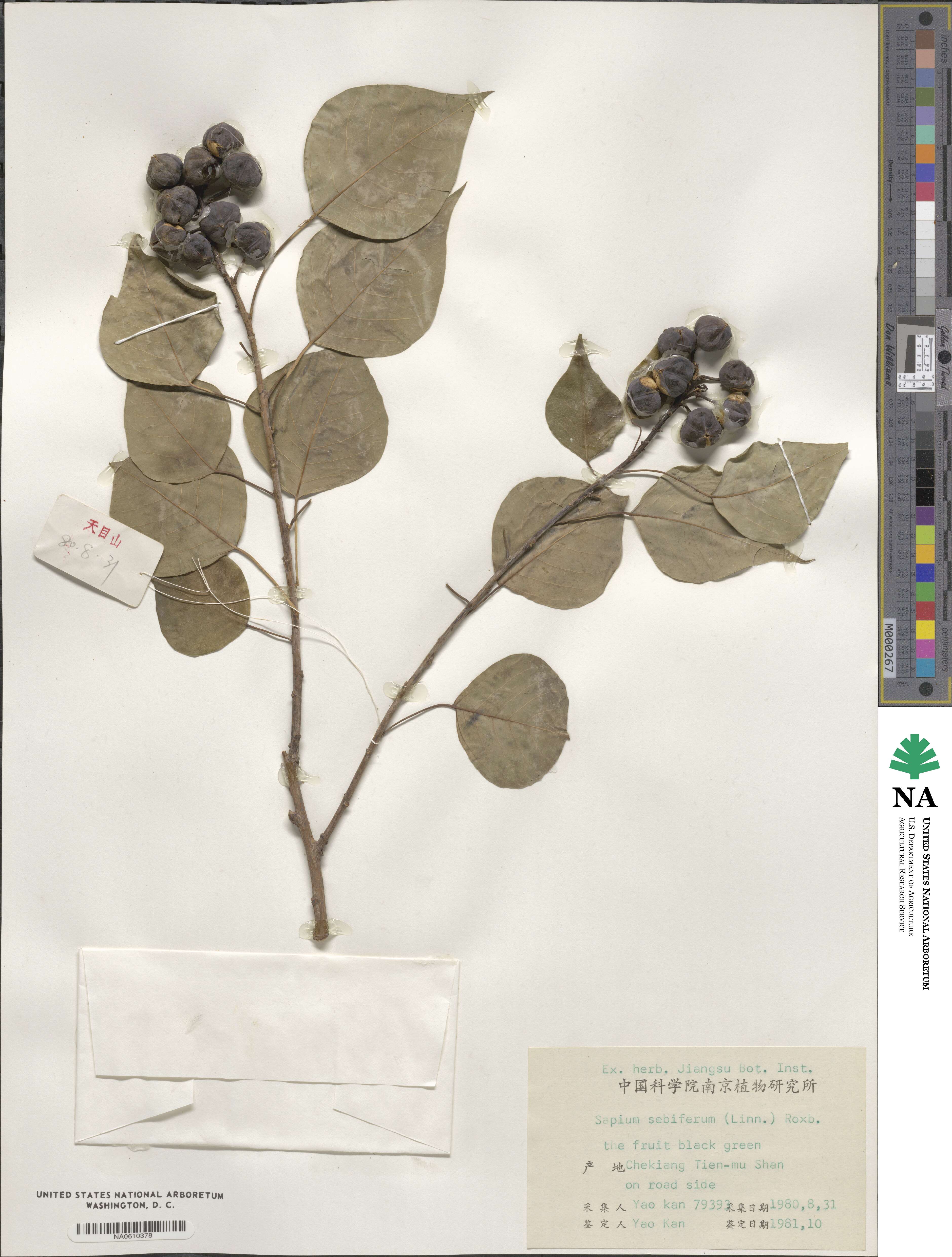 Triadica sebifera image