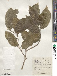 Shirakiopsis elliptica image