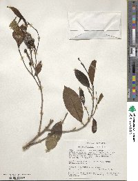 Shirakiopsis elliptica image