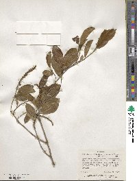 Shirakiopsis elliptica image