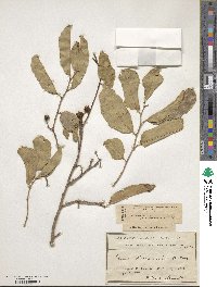 Shirakiopsis elliptica image