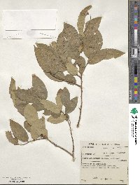 Image of Sclerocroton integerrimus