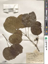 Image of Triadica rotundifolia