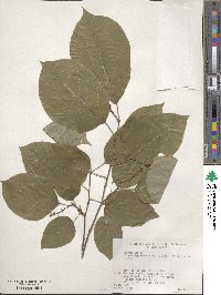 Neoshirakia japonica image