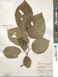 Neoshirakia japonica image