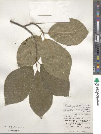 Neoshirakia japonica image