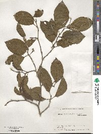 Neoshirakia japonica image