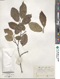 Neoshirakia japonica image