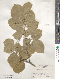 Neoshirakia japonica image