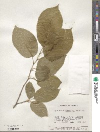 Neoshirakia japonica image