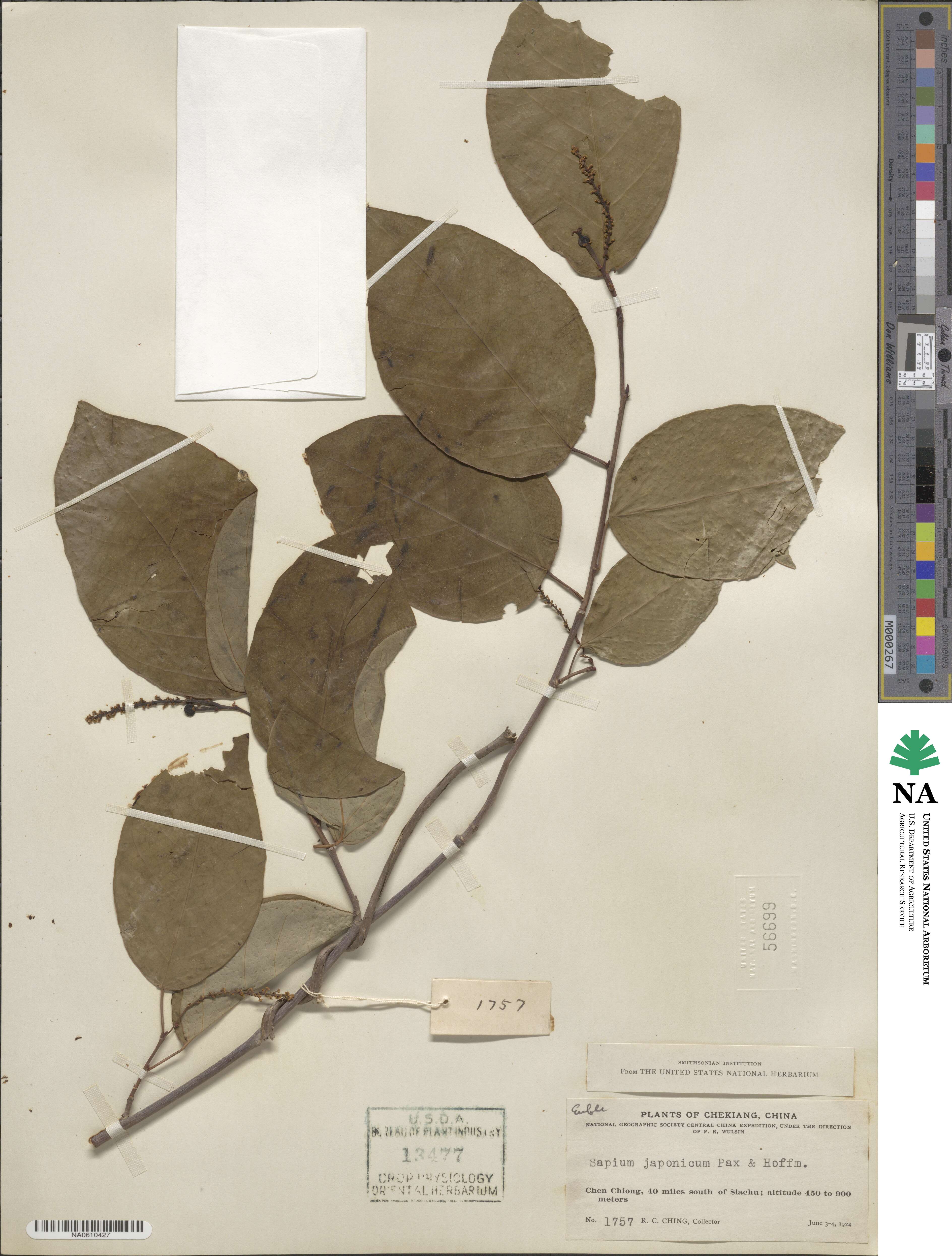 Neoshirakia japonica image