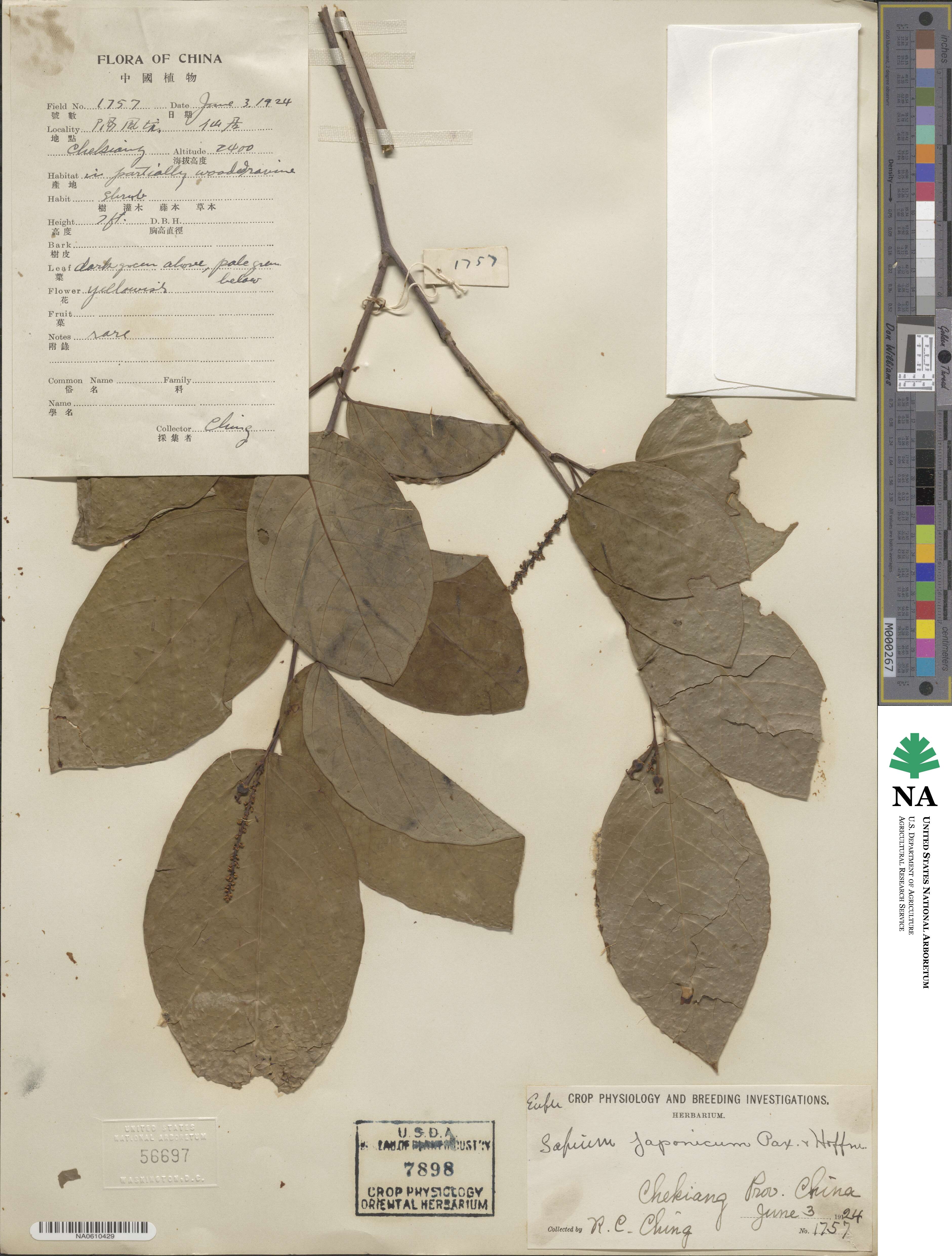 Neoshirakia japonica image