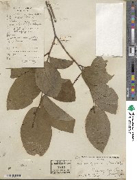 Neoshirakia japonica image