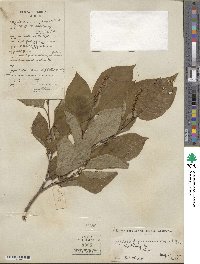 Neoshirakia japonica image