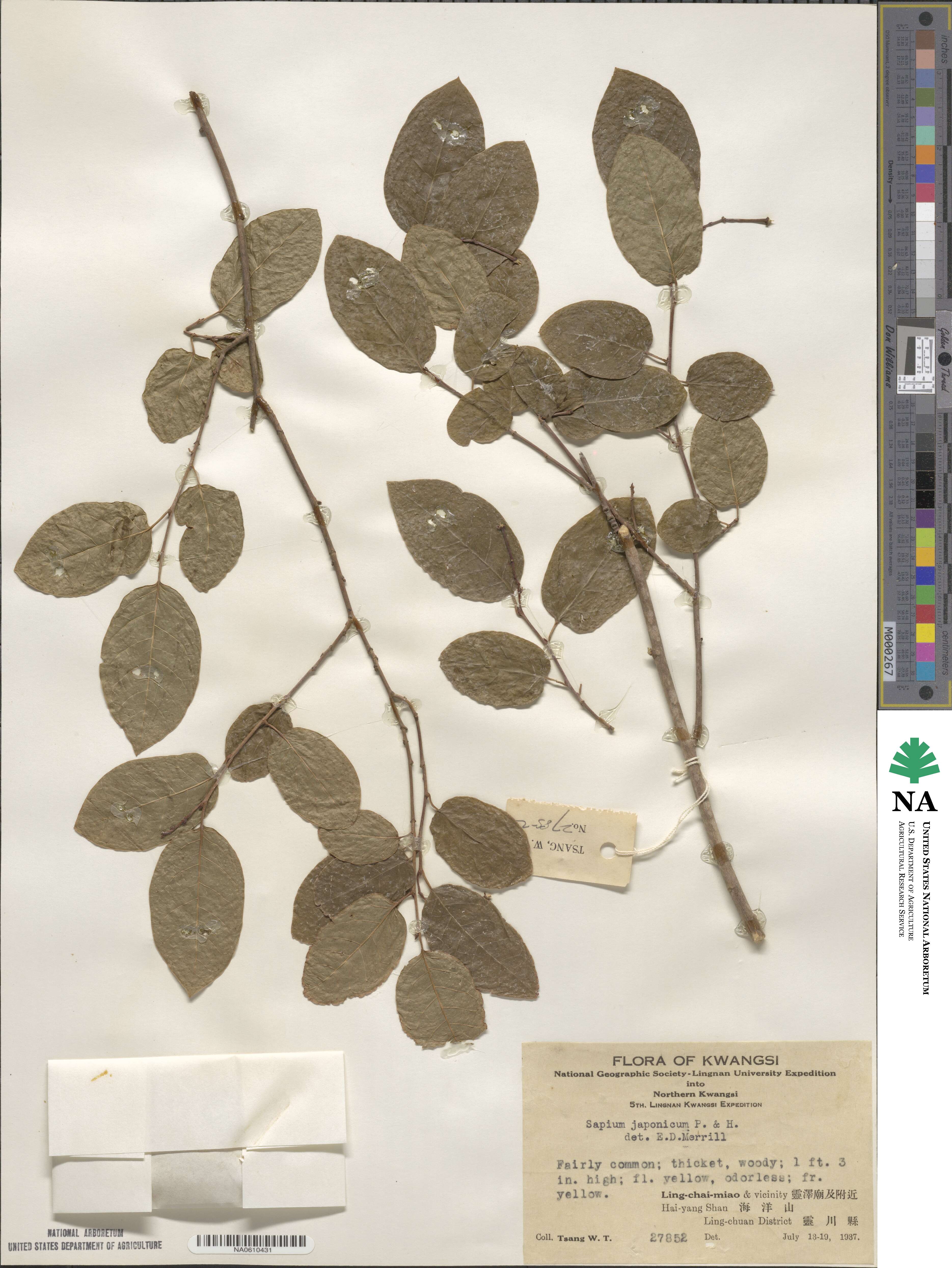 Neoshirakia japonica image