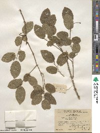 Neoshirakia japonica image