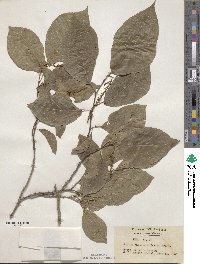 Neoshirakia japonica image